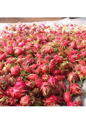 PİTAYA EJDER MEYVESİ 300  GR ALTI 1 Adet