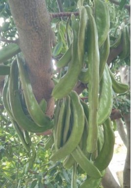 KEÇİBOYNUZU (ÜRETİM SEZONU KAPALI)