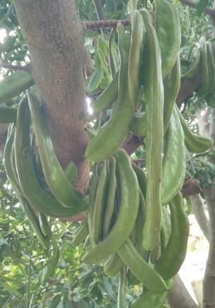 KEÇİBOYNUZU (ÜRETİM SEZONU KAPALI)