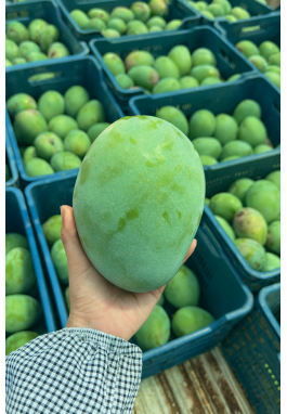 MANGO 1 ADET 300-500 GR ARASI