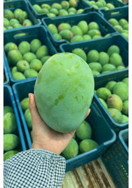 MANGO 1 ADET 300-500 GR ARASI