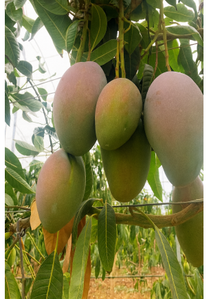 MANGO 1 ADET 300-500 GR ARASI