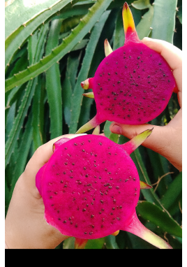 PİTAYA EJDER MEYVESİ 300  GR ALTI 1 Adet