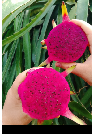 PİTAYA EJDER MEYVESİ 300  GR ALTI 1 Adet