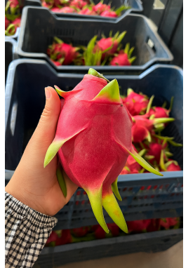 BEYAZ PİTAYA (EJDER MEYVESİ)