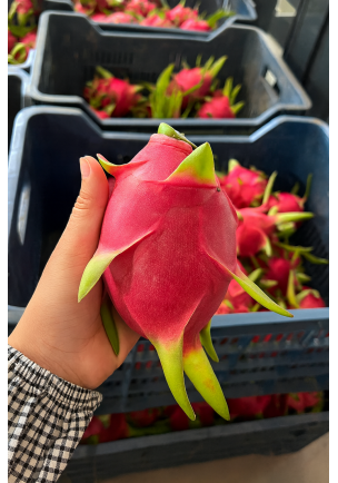 BEYAZ PİTAYA (EJDER MEYVESİ)