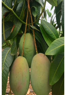 MANGO 1 ADET 500GR ÜZERİ