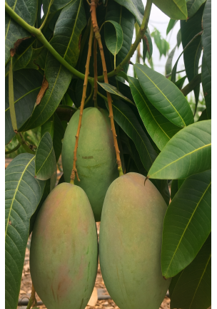 MANGO 1 ADET 500GR ÜZERİ