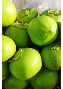 ÇİKOLATA MEYVESİ (ÜRETİM SEZONU KAPALI)