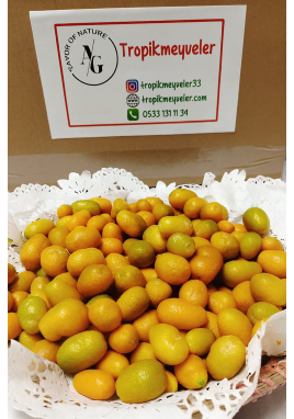 KAMKAT 500GR (ÜRETİM SEZONU KAPALI)