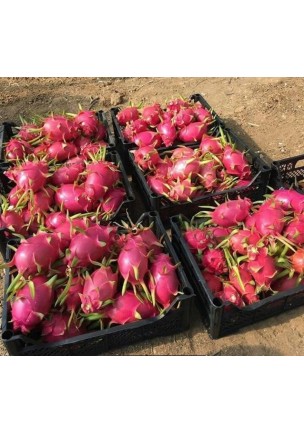 PİTAYA EJDER MEYVESİ 300  GR ALTI 1 Adet