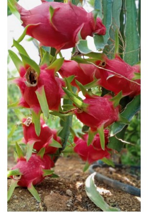 PİTAYA EJDER MEYVESİ 300  GR ALTI 1 Adet