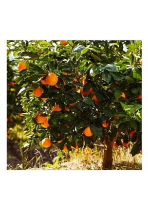 Portakal 1 Kg (Üretim sezonu kapalı).