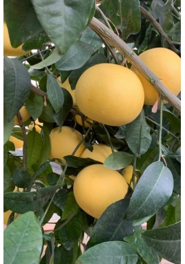 BEYAZ GREYFURT 1 KG  (Üretim sezonu kapalı).